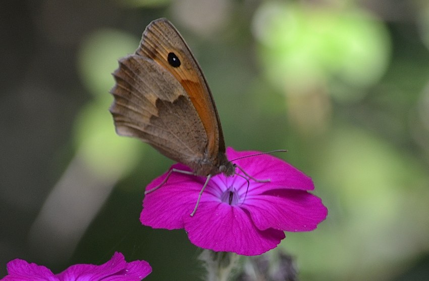 Papillon Myrtil sur Lychnis coronaria