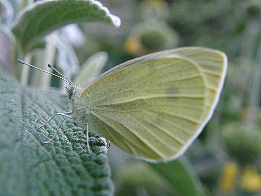Papillon Piéride 1