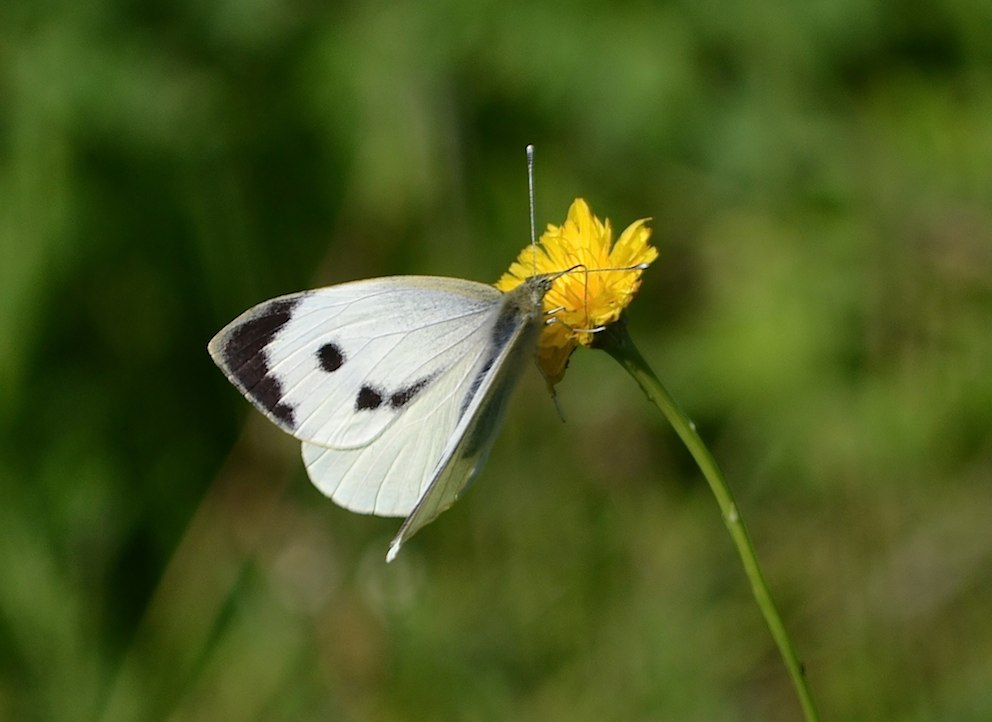 Papillon Pieride du choux 2