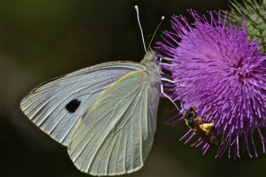 Papillon Piéride et Abeille