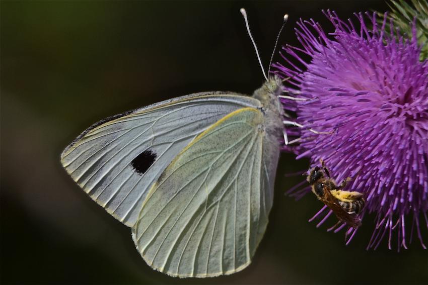 Papillon Piéride