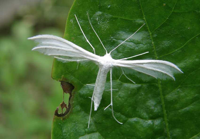 Papillon Pterophore blanc 1 