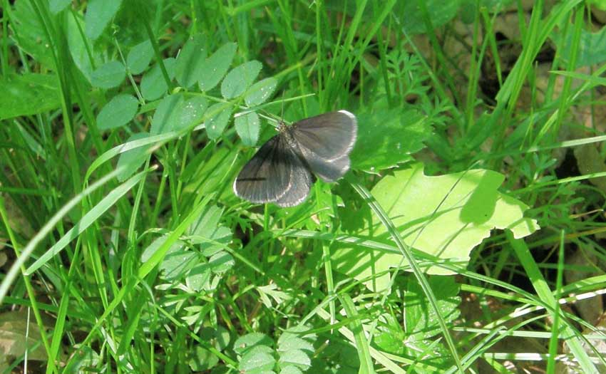 Papillon Ramoneur ou Tanagre du Cerfeuil 
