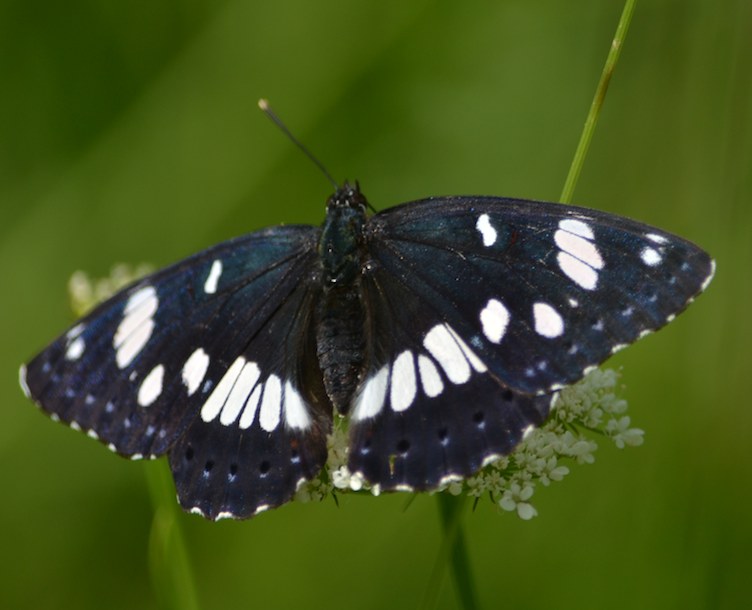 Papillon Sylvain azuré