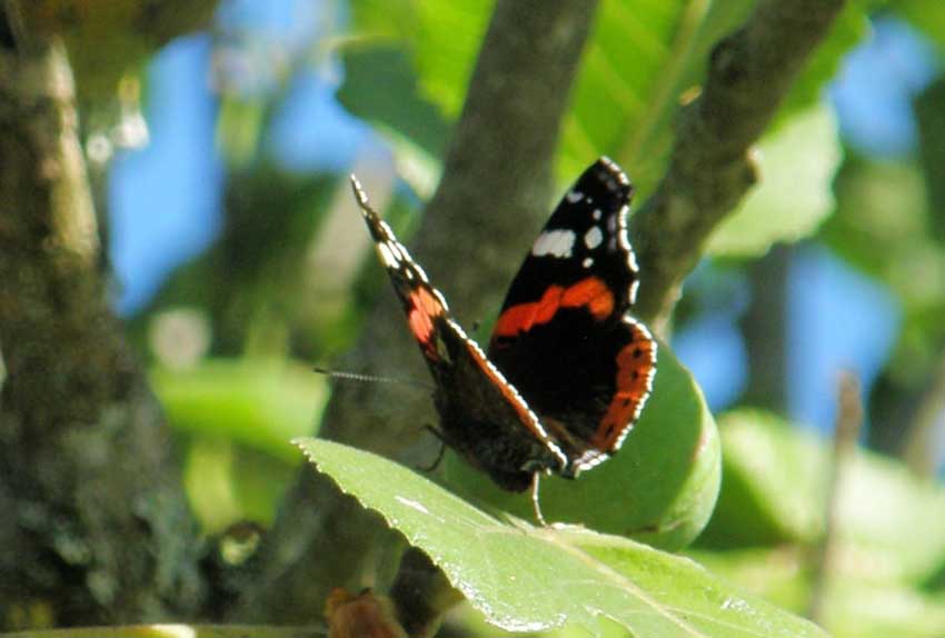 Papillon Vulcain -  Vanesse atalanta 1