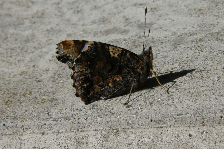 Papillon Vulcain - Vanesse atalanta