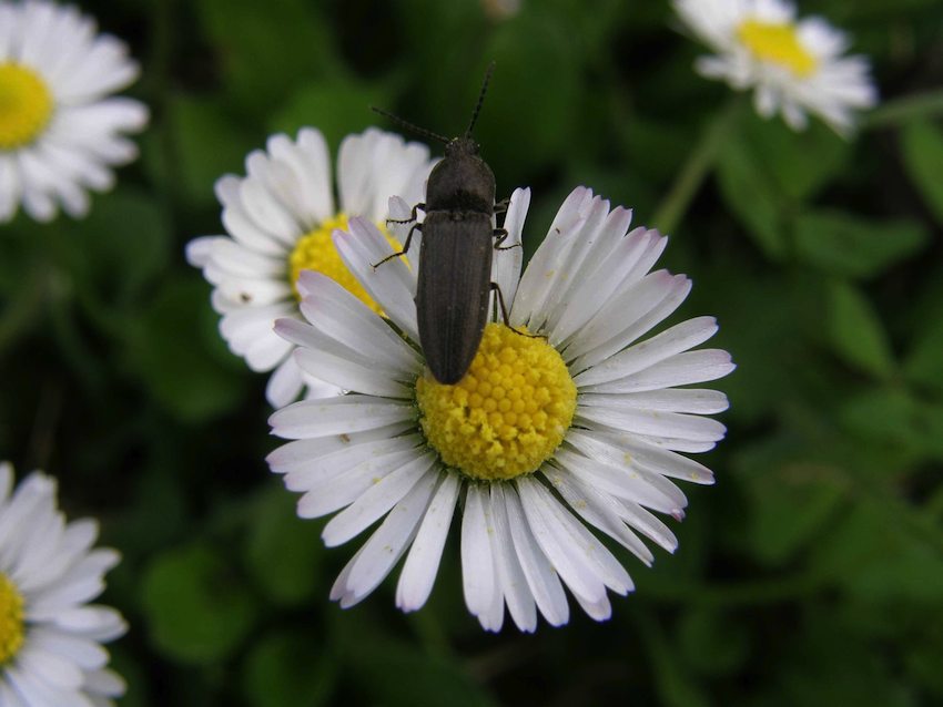 Paquerette et Taupin - Bellis perennis