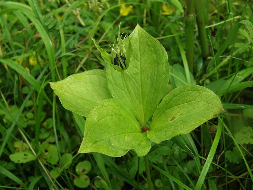 Parisette à quatre feuilles - Paris quadrifolia