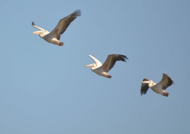 Pélicans blancs en vol