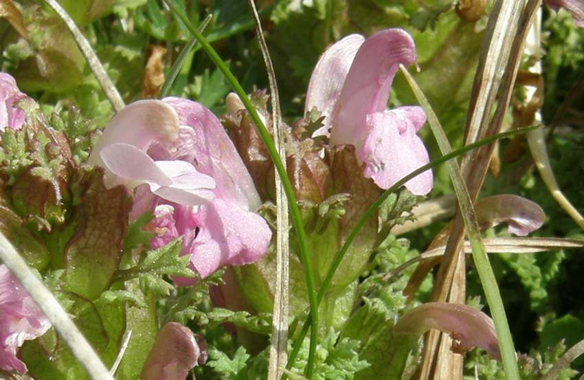 Pediculaire des marais - Pedicularis palustris - Scrophulariaceae