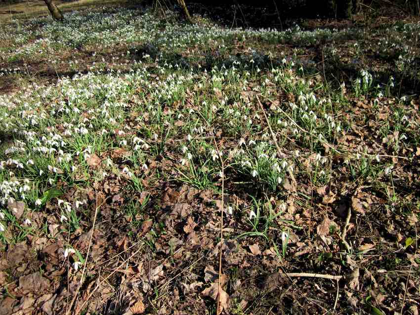 Perce neige - Galanthus rivalis