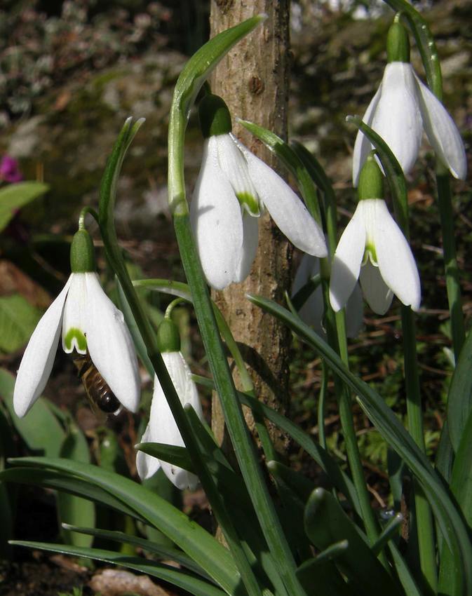 Perce Neige et abeille - Galanthus rivalis