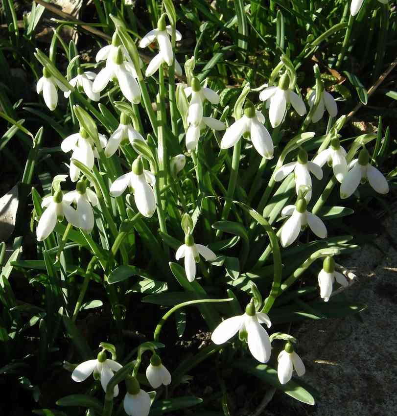 Perce Neige - Galanthus rivalis