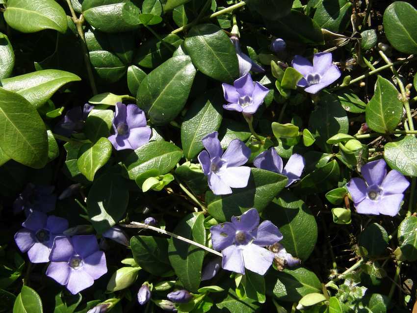 Pervenche - Vinca minor