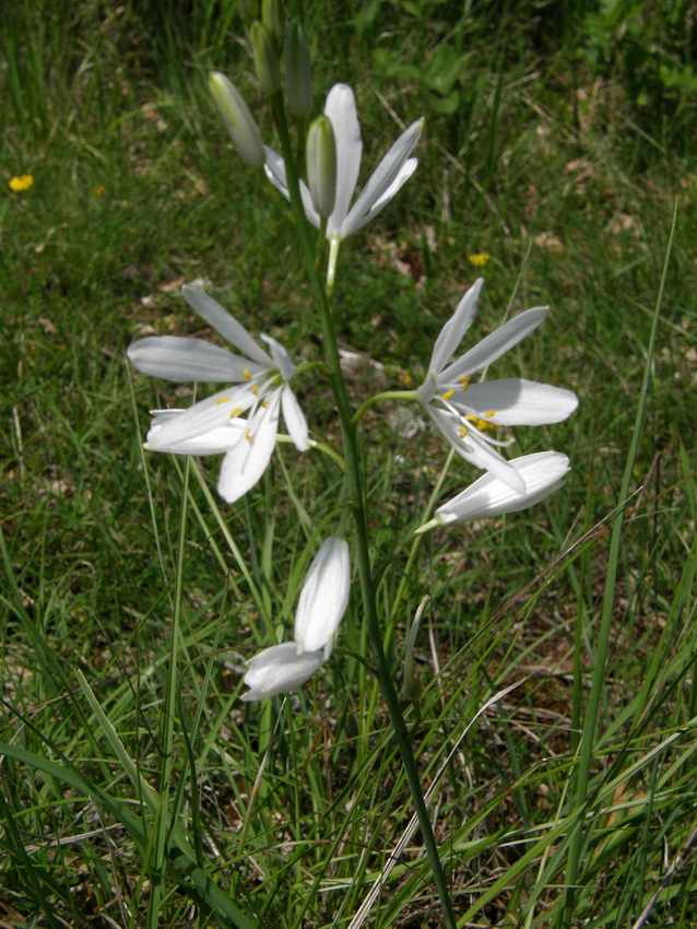 Phalangère - Anthericum liliago