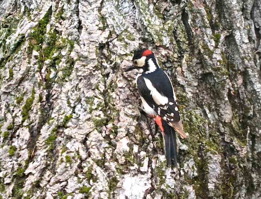 Pic épeiche mâle - Dendrocopos major