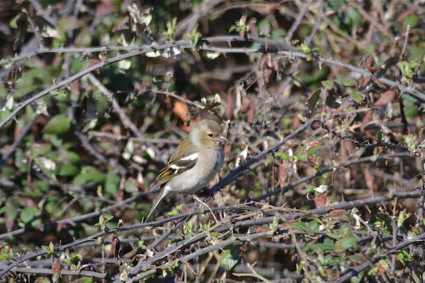 Pinson des arbres femelle 1