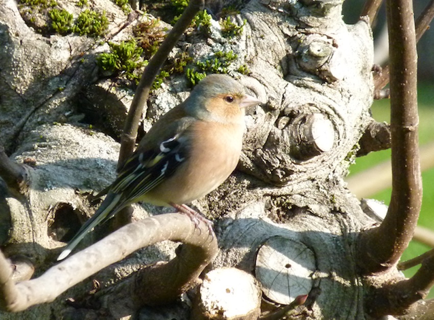 Pinson des arbres