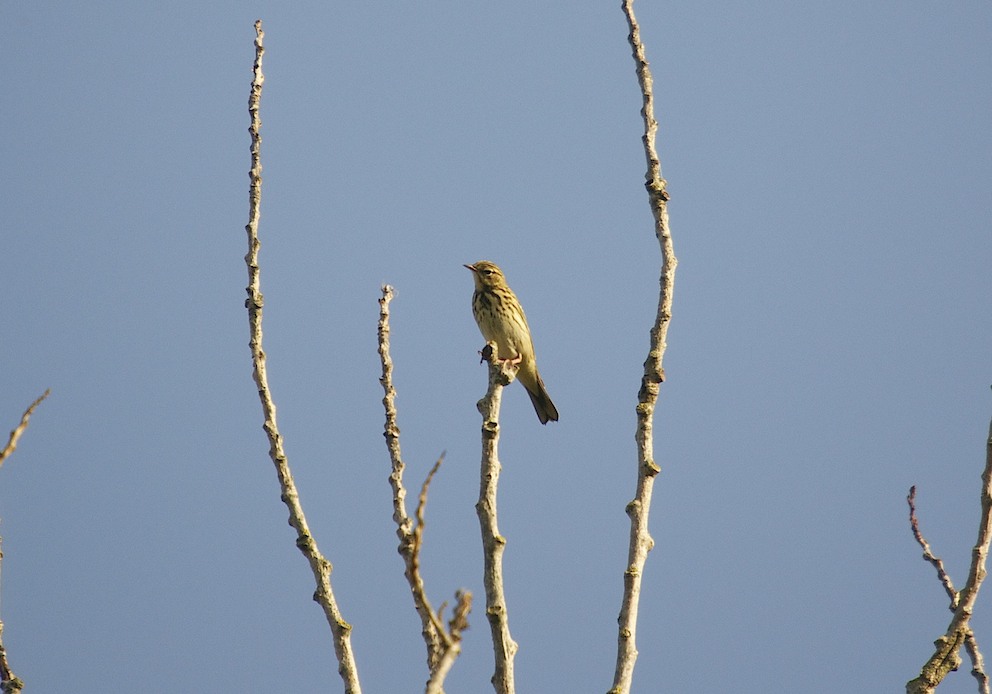 Pipit des arbres 1