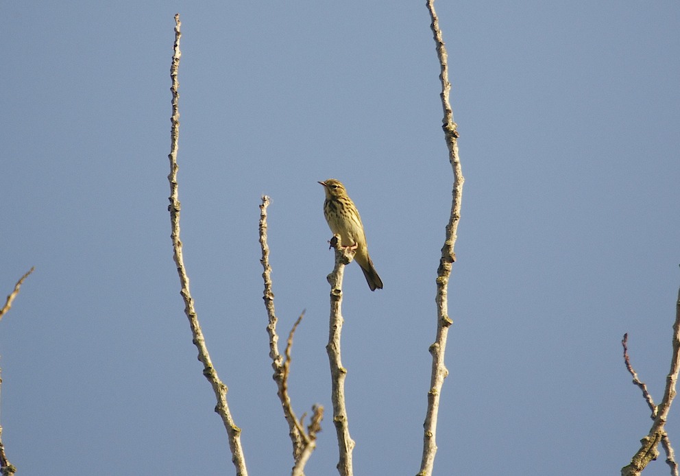 Pipit des arbres 1