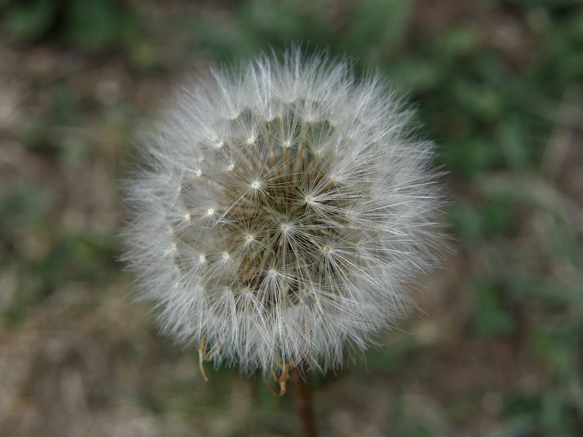 Pissenlit - Taraxacum officinale