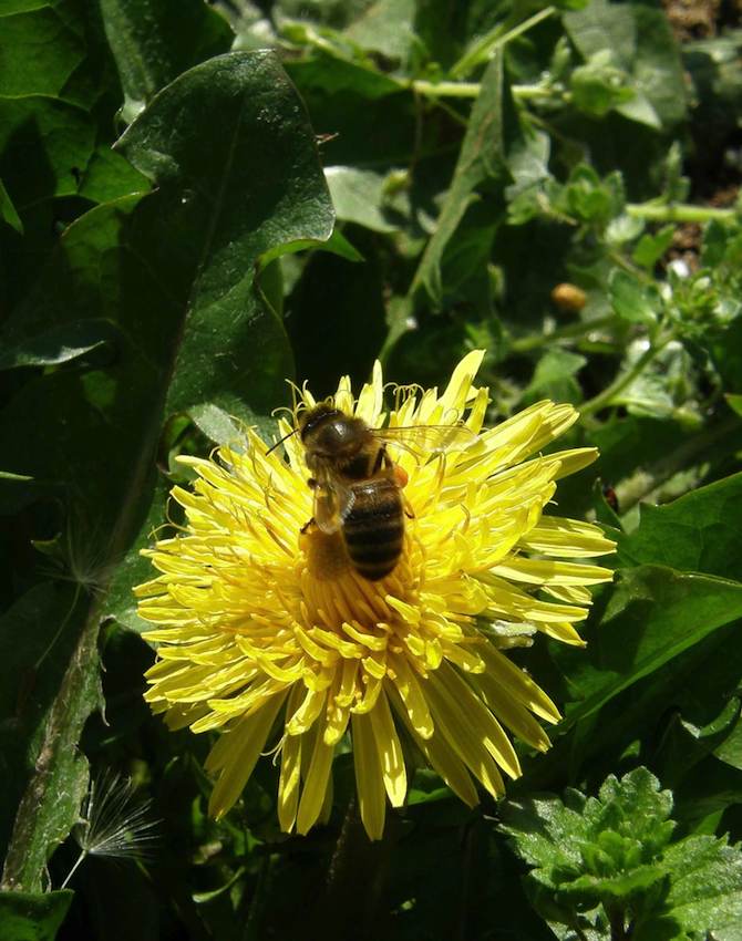 Pissenlit et Abeille - Taraxacum officinale