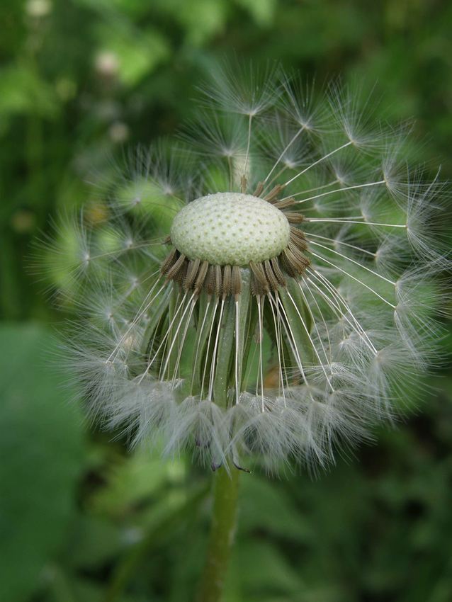 Pissenlit plumet - Taraxacum officinale