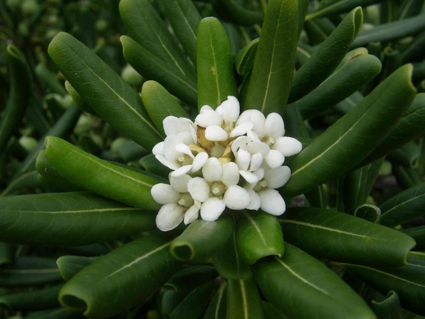 Pittospore odorant - Pittosporum tobira - Pitosporaceae