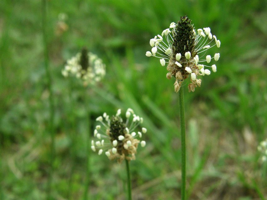 Plantain élevé - Plantago lanceolata