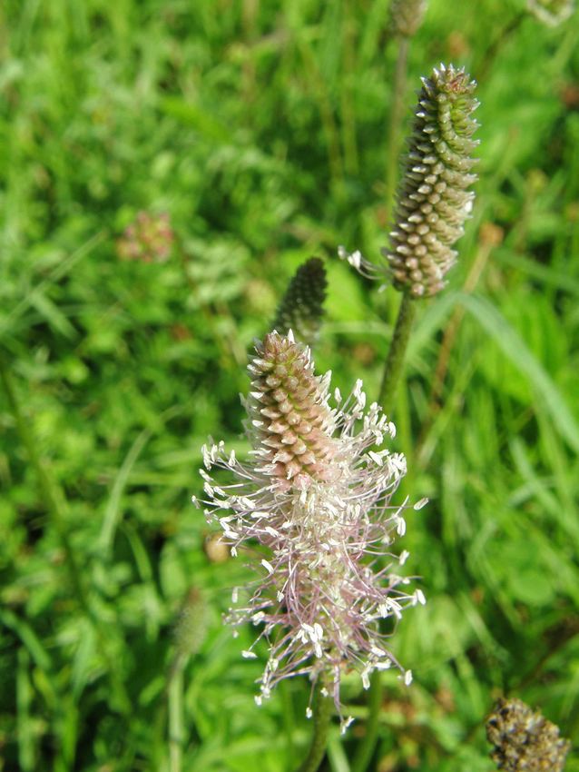 Plantain intermédiaire - Plantago medi