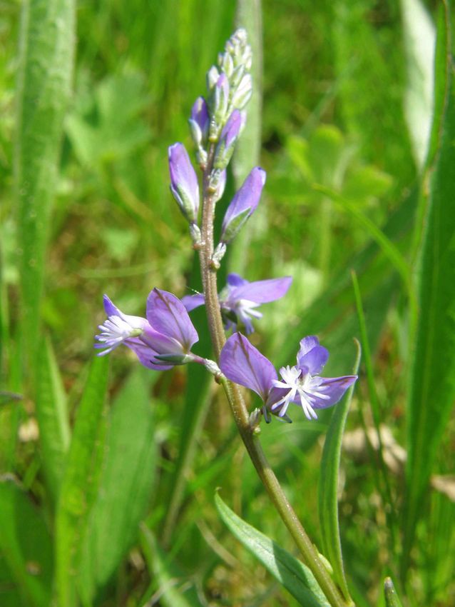 Polygala chevelu - Polygala vulgaris