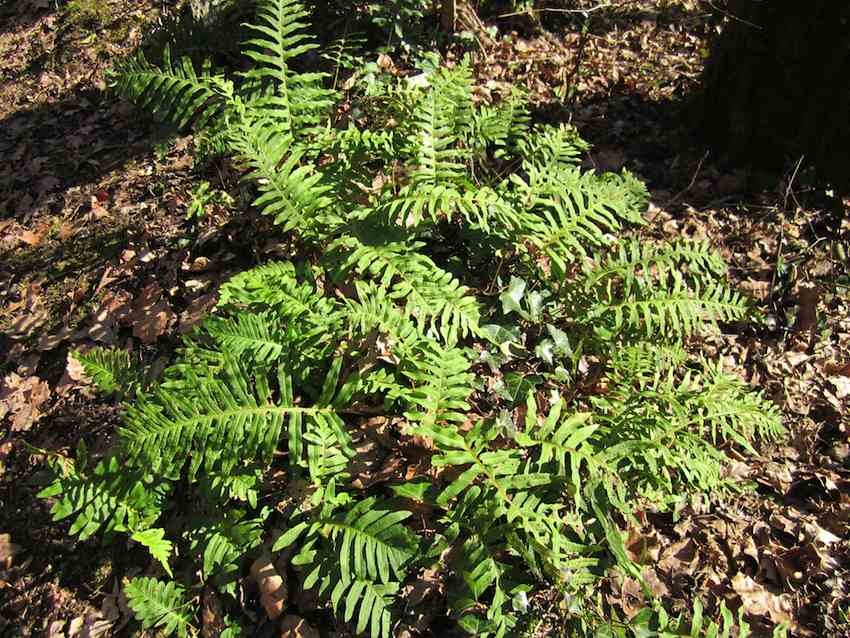 Polypode vulgaire - Polypodium vulgare