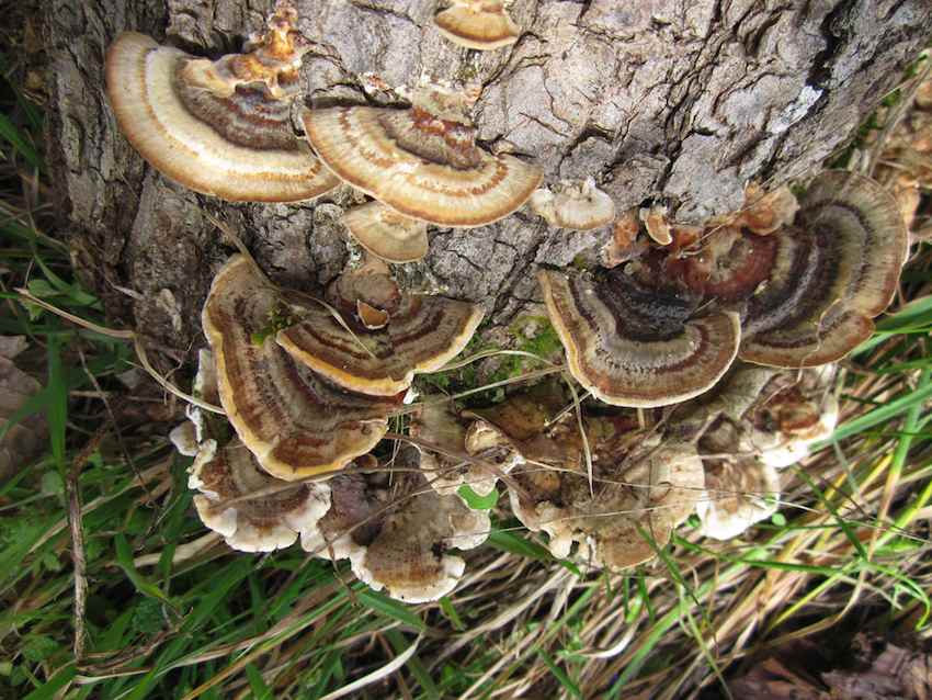 Polypore versicolore