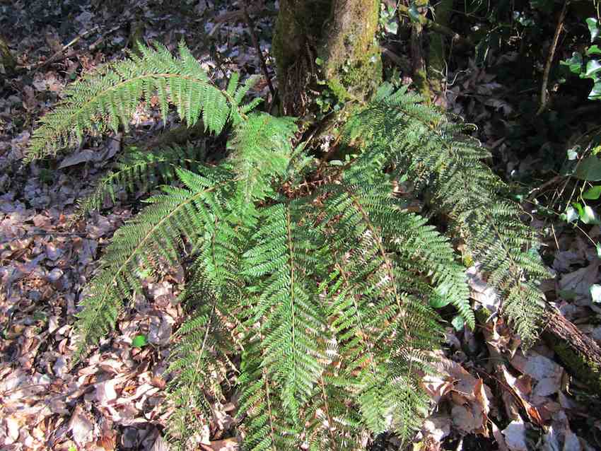 Polystic à aiguillons - Polystichum setiferum