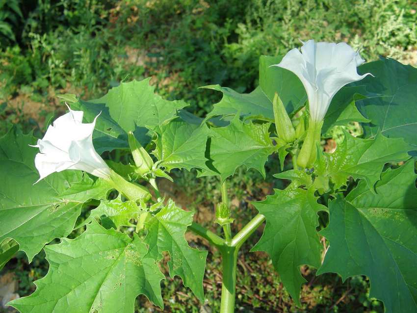 Pomme épineuse - Datura stramonium