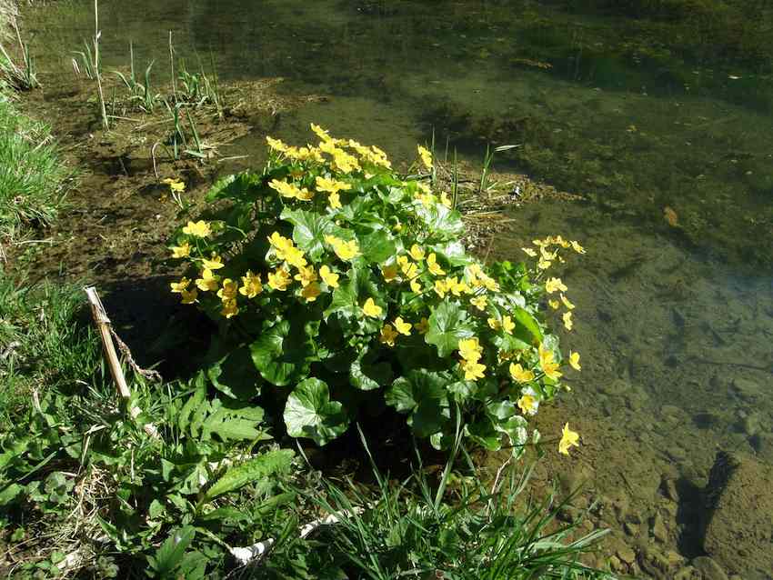 Populage des marais -Caltha palustris