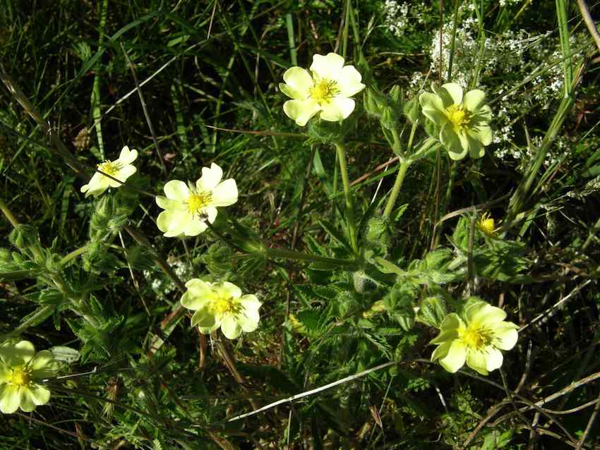 Potentille dressée - Potentilla tormentosa