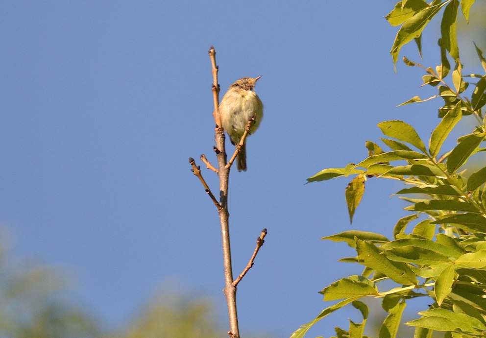 Pouillot véloce 3