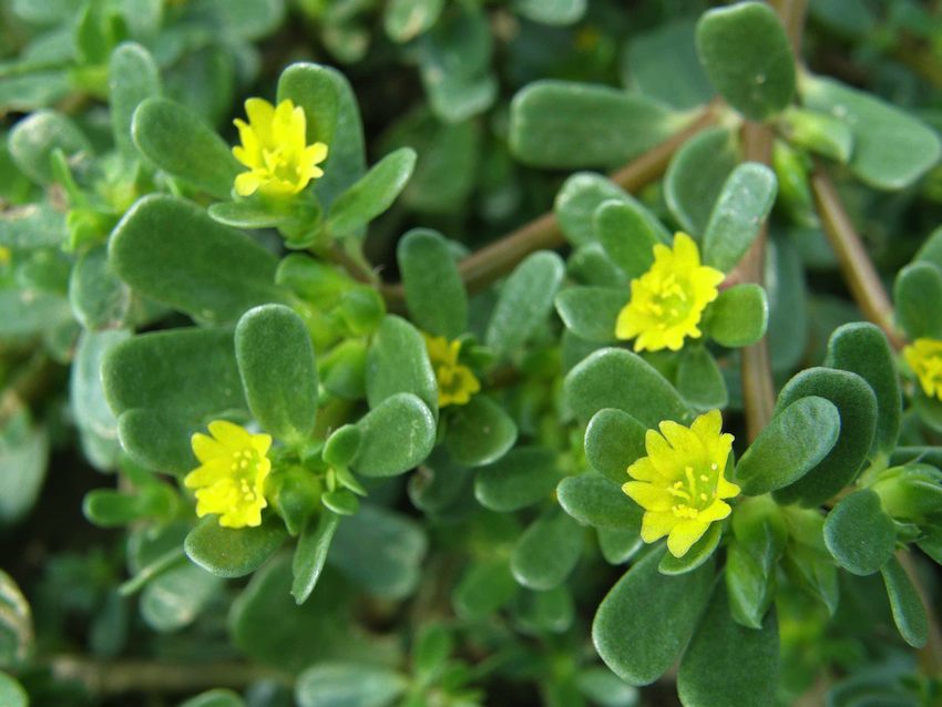 Pourpier - Portulaca oleracea