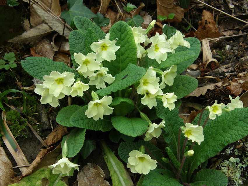 Primevère des bois - Primula vulgaris