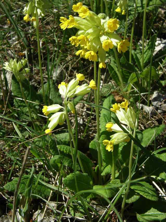 Primevère officinale Coucou - Primula officinalis