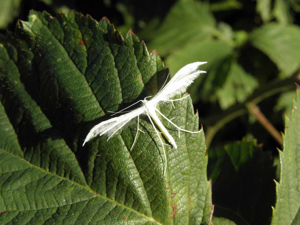 Ptérophore blanc - Pterophorus pentadactyla