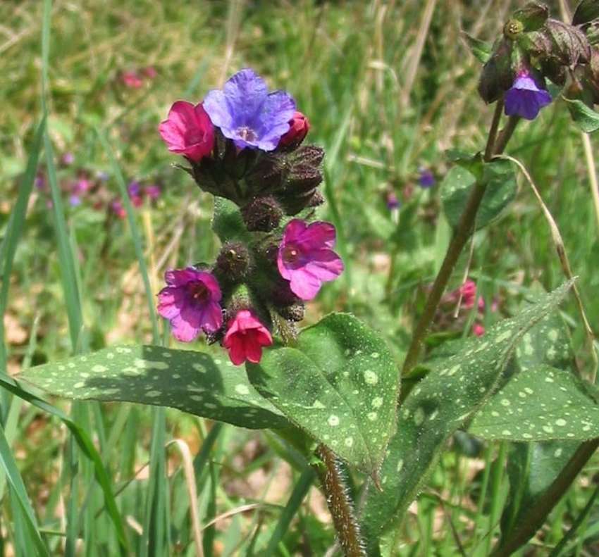 Pulmonaire affine 2 - Pulmonaria affinis