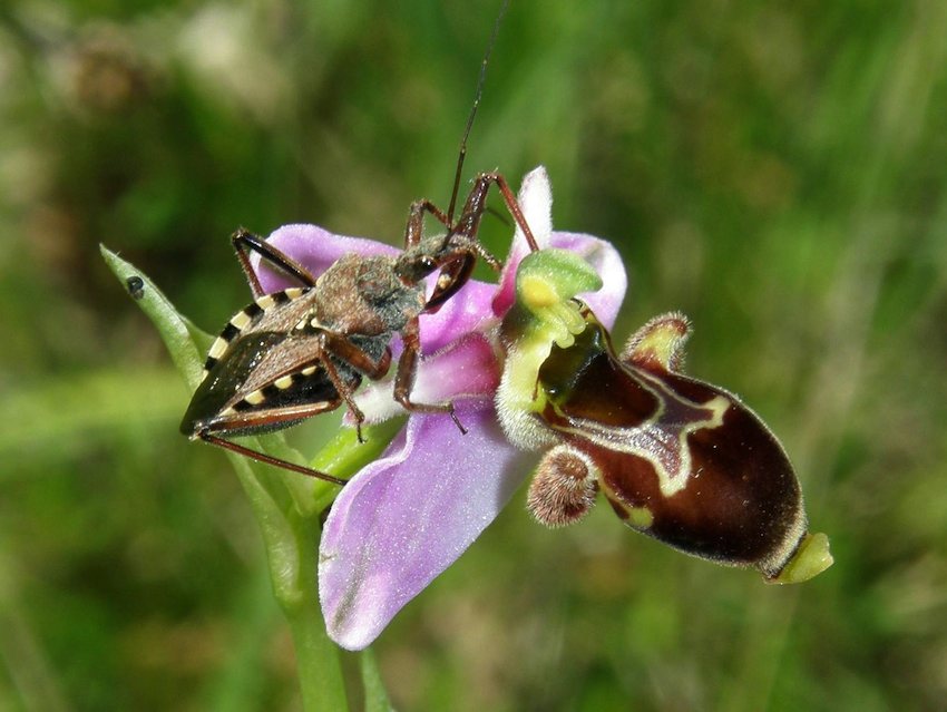 Punaise Rhinocoris sur Ophrys scolopax