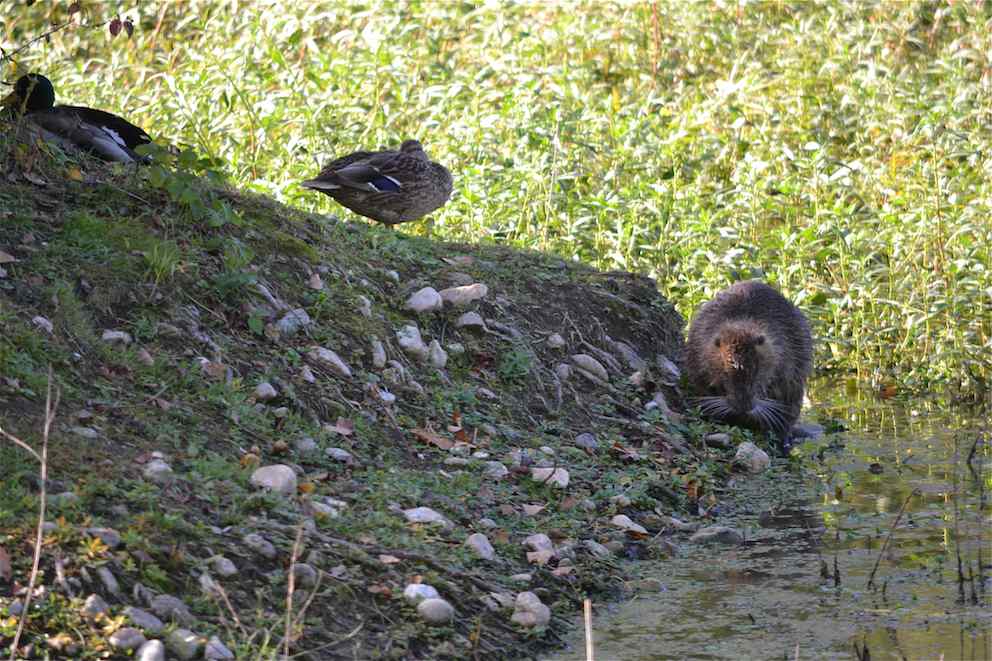 Ragondin et Colvert