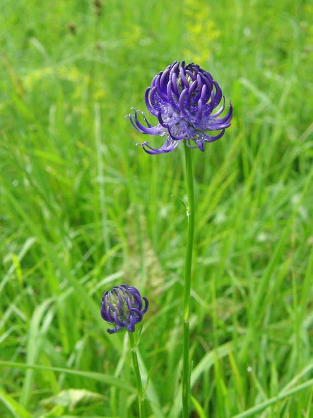 Raiponce orbiculaire - Phyteuma orbiculare