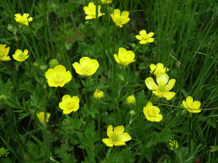 Renoncule bouton d'or - Ranunculus acris