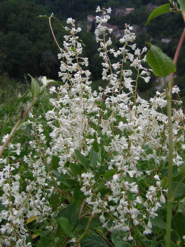 Renouée du Japon - Fallopia japonica