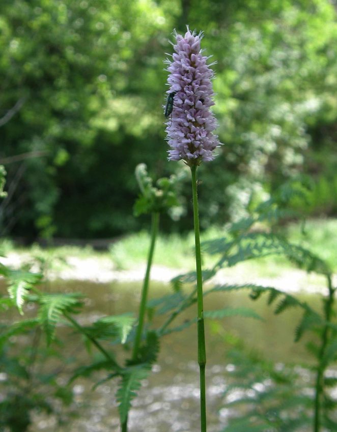 Renouée - Polygonum bistorta