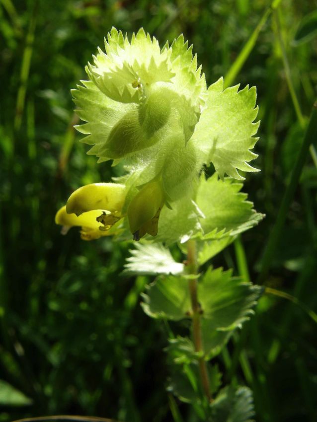 Rhinante crête de coq - Rhinanthus crista-galli